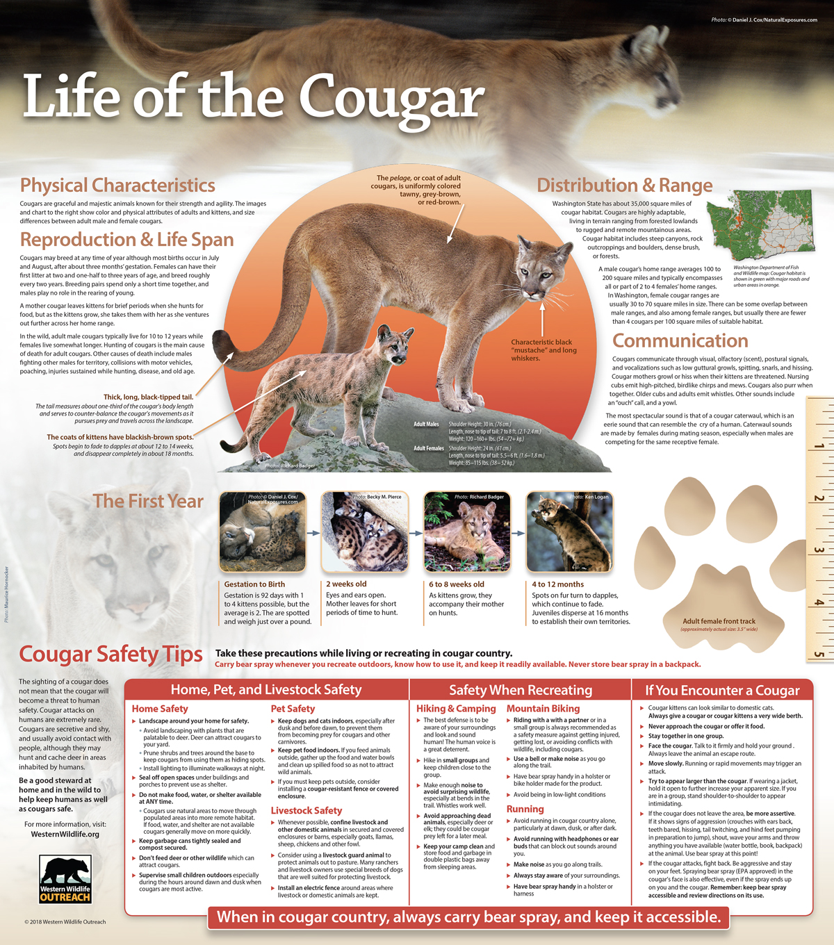 2018-Cougar-Brochure-Side-2